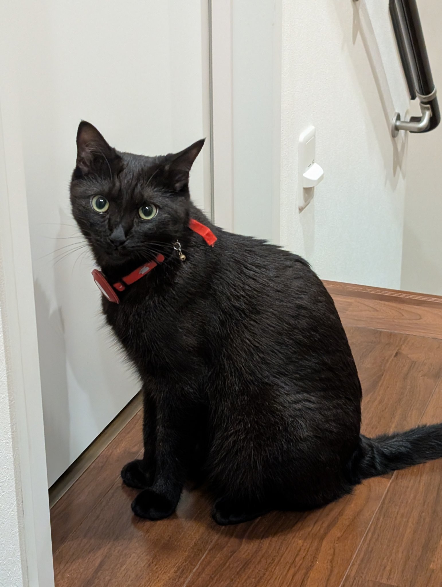 黒猫 鳥猫 浜松町石フリマ11/22（土）3F N-07 on X: 