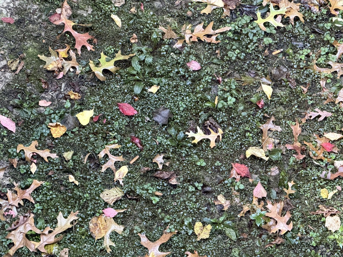 wet paper moss laden undergrowth and  it’s starting to feel like  autumn