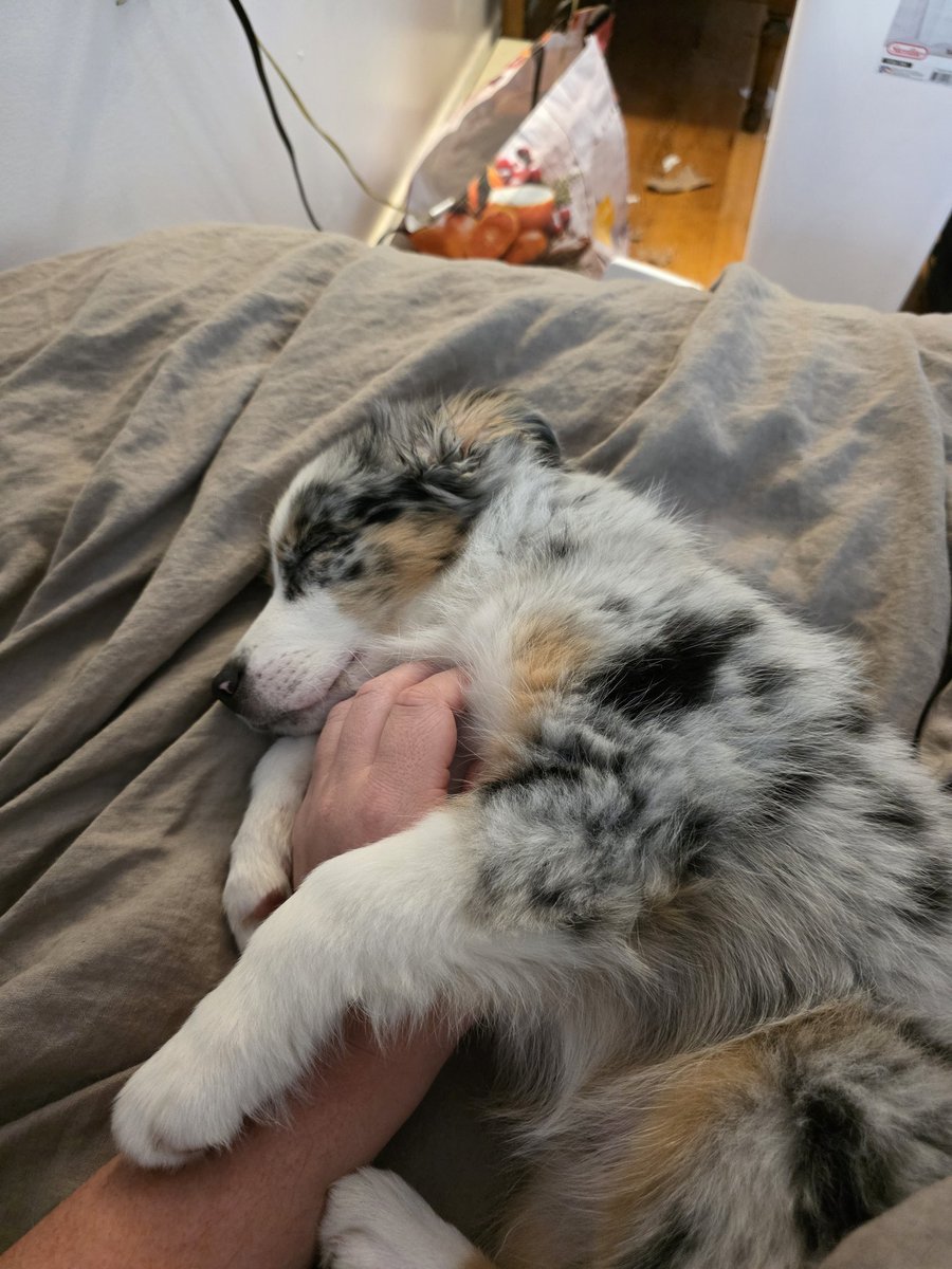 Frodo's such a cutie patootie🥹