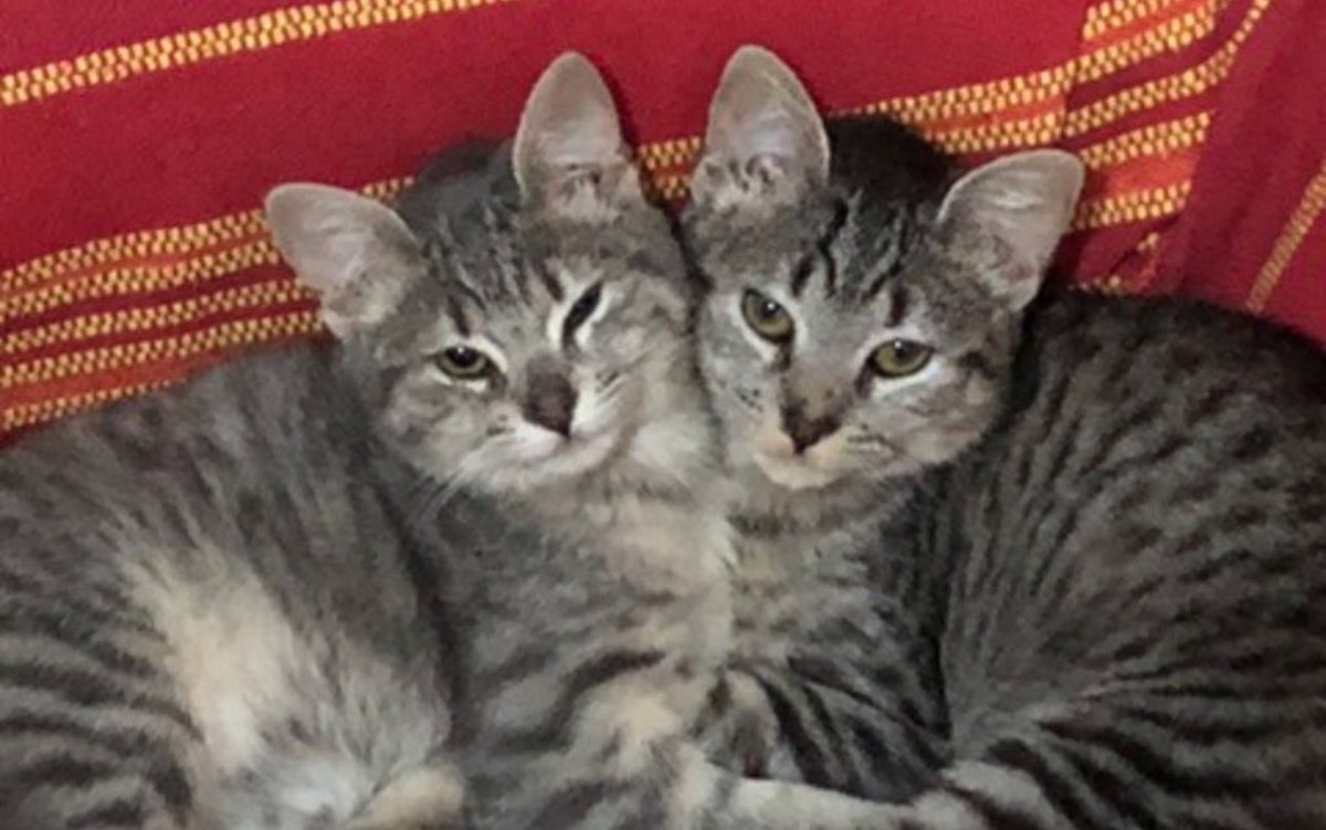 Martín Carrizo tweet media