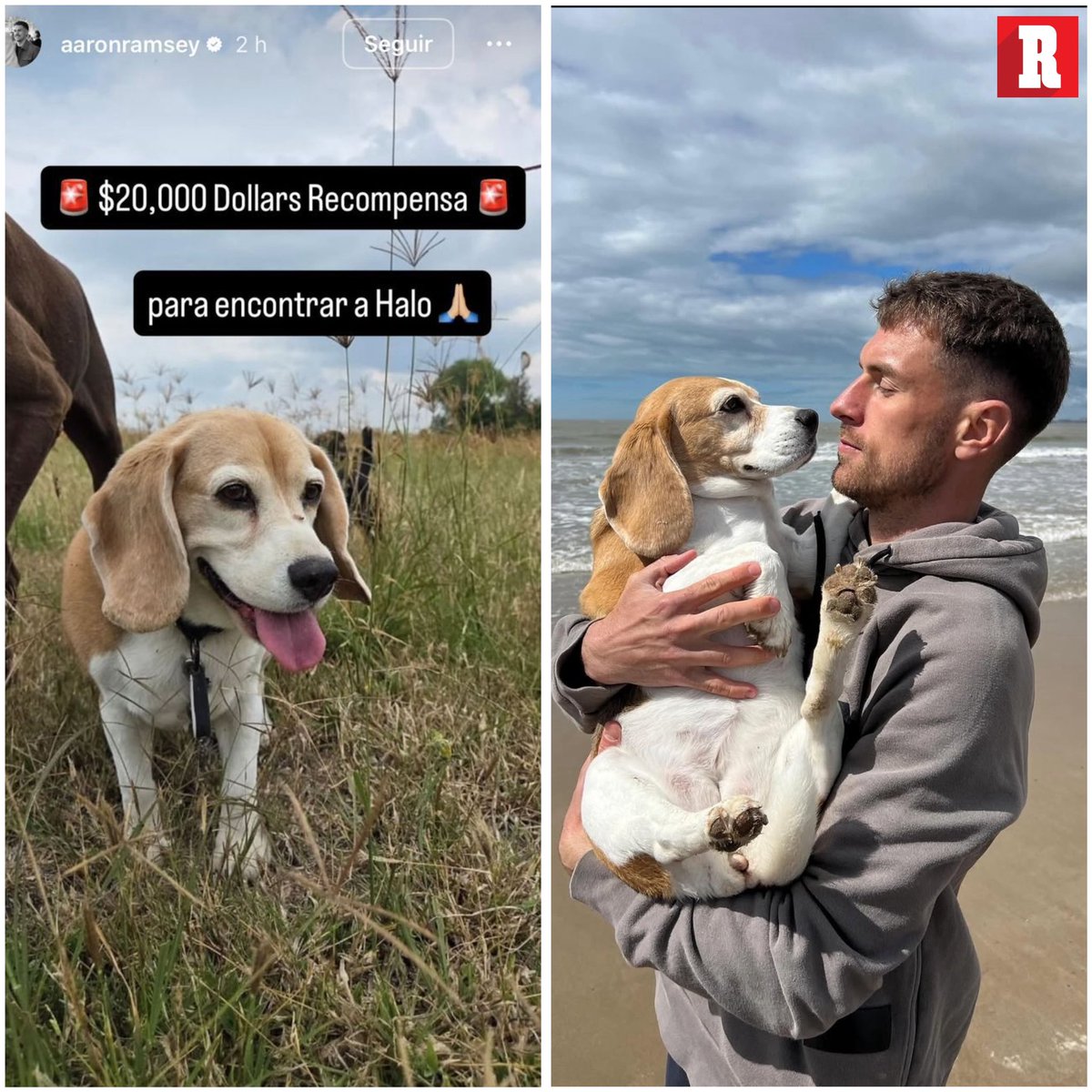 ES MOMENTO DE AYUDAR 🐶👀🔍

<a href="/aaronramsey/">Aaron Ramsey</a> está buscando a su perrita Halo, sufre por su desaparición, y está ofreciendo hasta este momento más de 367 mil pesos mexicanos.