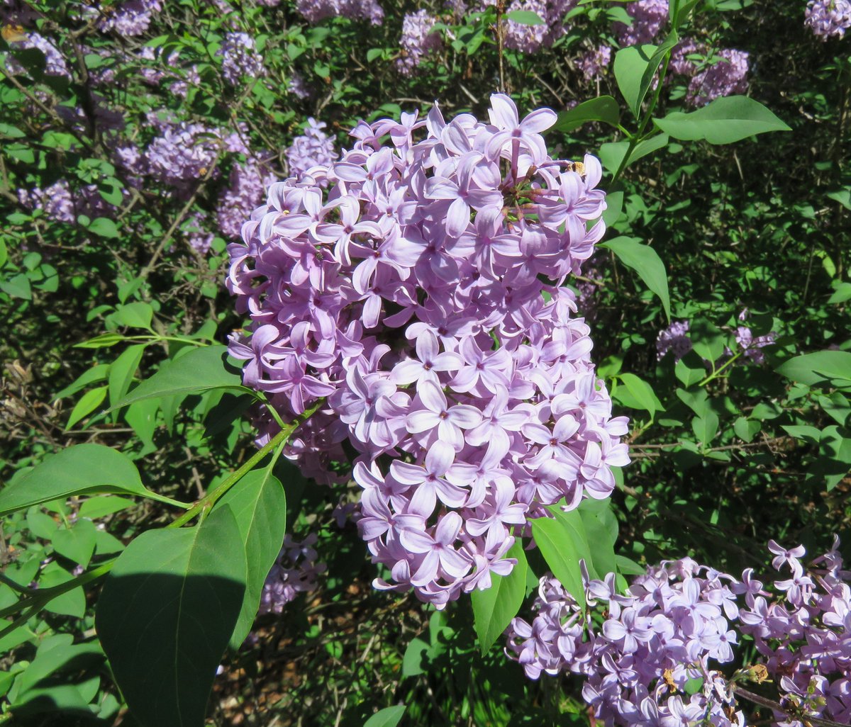 StuartWilliams_'s tweet photo. Lilac
(Syringa vulgaris)
#WilliamstownBG #Lilac #Syringa #Oleaceae https://t.co/c43pg1srPN