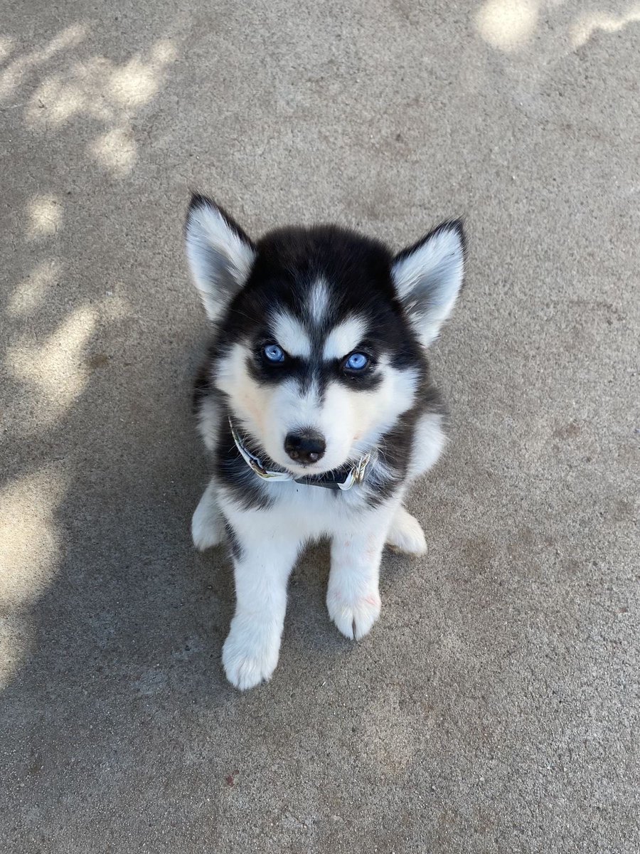 vampp's tweet image. meet my new friend Apache 🐶