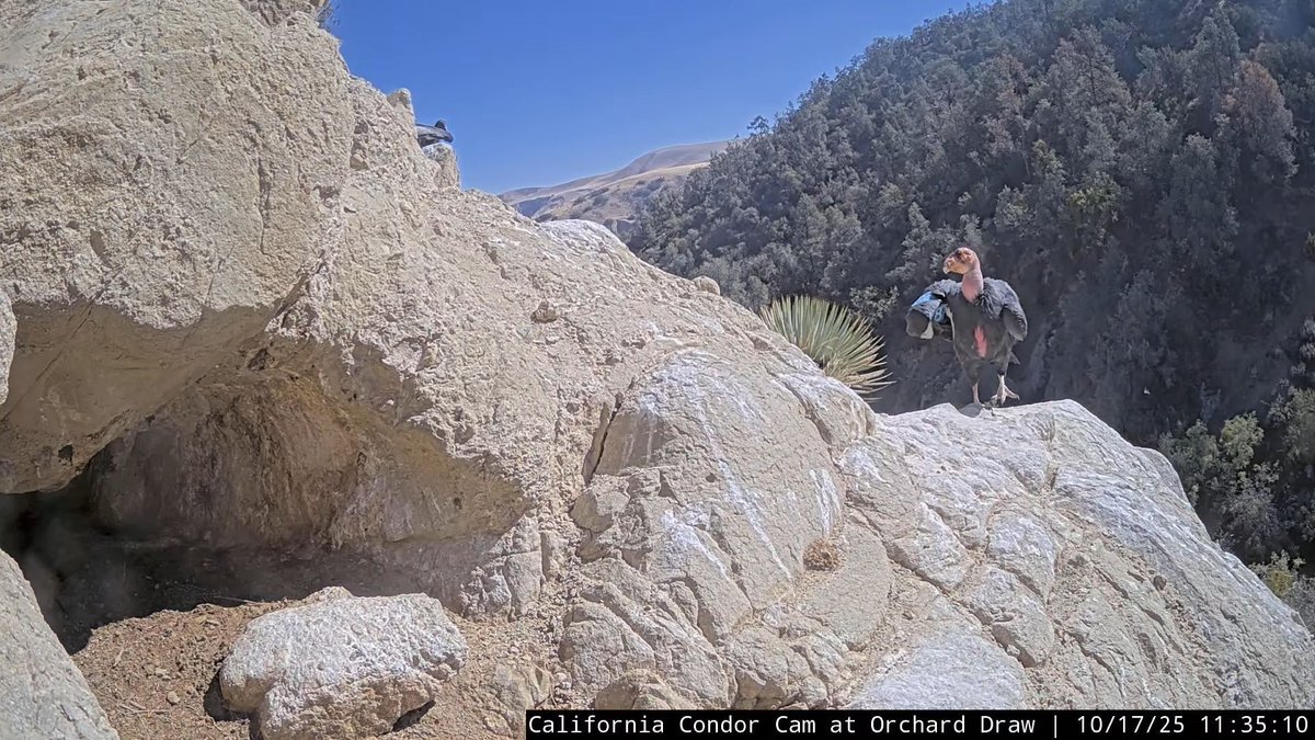 CornellCondors's tweet photo. 11:34-5, 10/17 The Condor chick has fledged but is still in the neighborhood. The chick flies back to the nest area and then dad arrives to feed the fledgling. https://t.co/NWK0wznenc