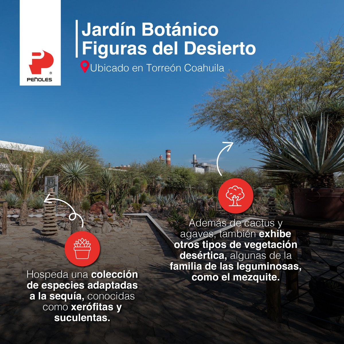 El Jardín Botánico Figuras del Desierto es un espacio dedicado a la conservación y estudio de la flora xerófita del desierto chihuahuense y forma parte de nuestros programas de cuidado y conservación de flora endémica.