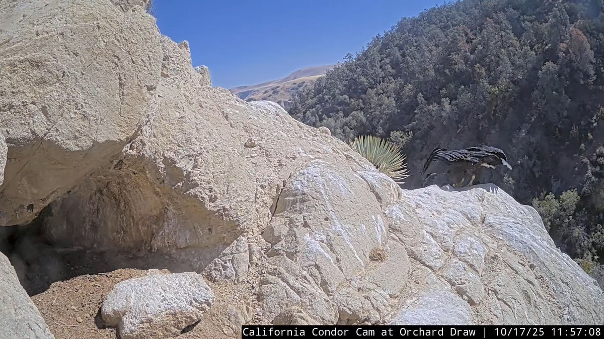 CornellCondors's tweet photo. 11:57, 10/17 The Condor chick gracefully departs after being fed. https://t.co/vqUt3C5TzK