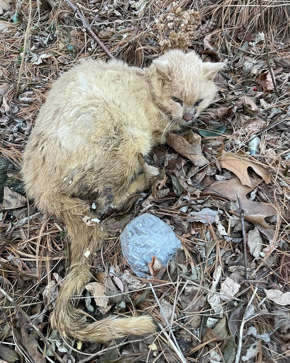 🚨URGENT RESCUE 💔 DONATIONS NEEDED 😭🆘🙏
Little Red pictured here is a very sick feral. We trapped him! And we are racing to the emergency room with him now! He is in bad shape!

In honor of Betty White, please contribute $5 to help defray the cost of vetting! Every cent counts