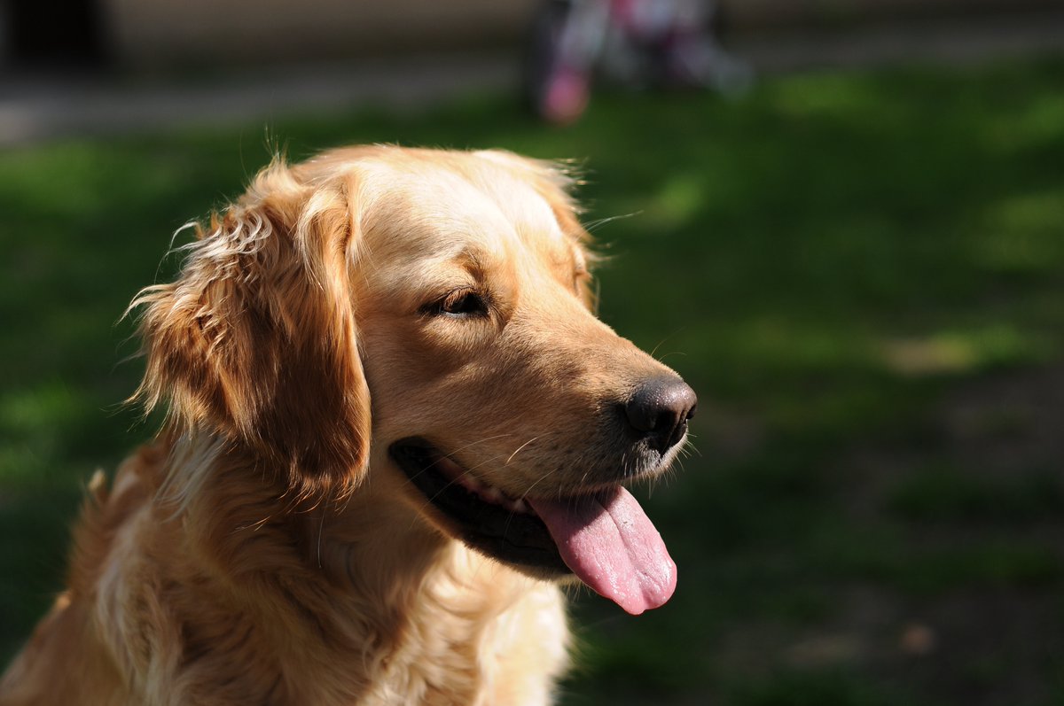CK9Bot's tweet image. 🐶 Our captivating canine of the hour: Golden Retriever
🔗 Learn more: en.wikipedia.org/wiki/Golden_Re…