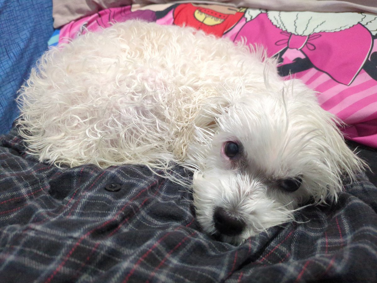 Da hooman has given me bath today 😞