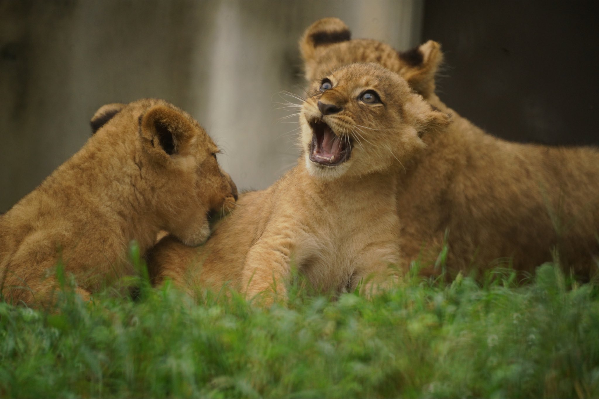 しげぞうライオン ライオン｜扇子｜うちわ・扇子｜商品を探す｜新日本カレンダー