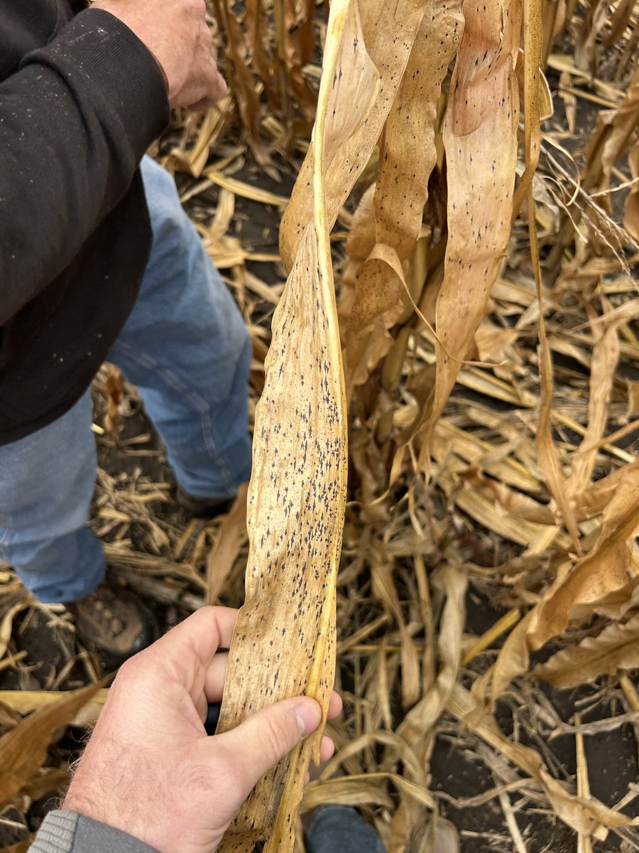 ❗️ALERT❗️ Just when we think there has been enough thrown our way with low commodities, high fertilizer &amp; higher CRW pressure, Tar Spot rears her ugly head. Pics were takin in northern Brown County.  Looks like fungicide might be another added input coming in '26. #ProInTheField
