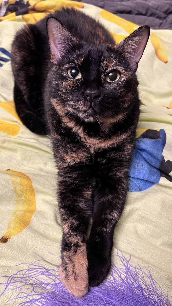 poveril's tweet image. Эта красавица ждёт меня в кроватке