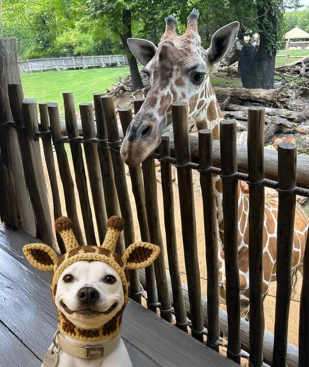 Animalesaprieto's tweet image. Yo veo a dos jirafas.