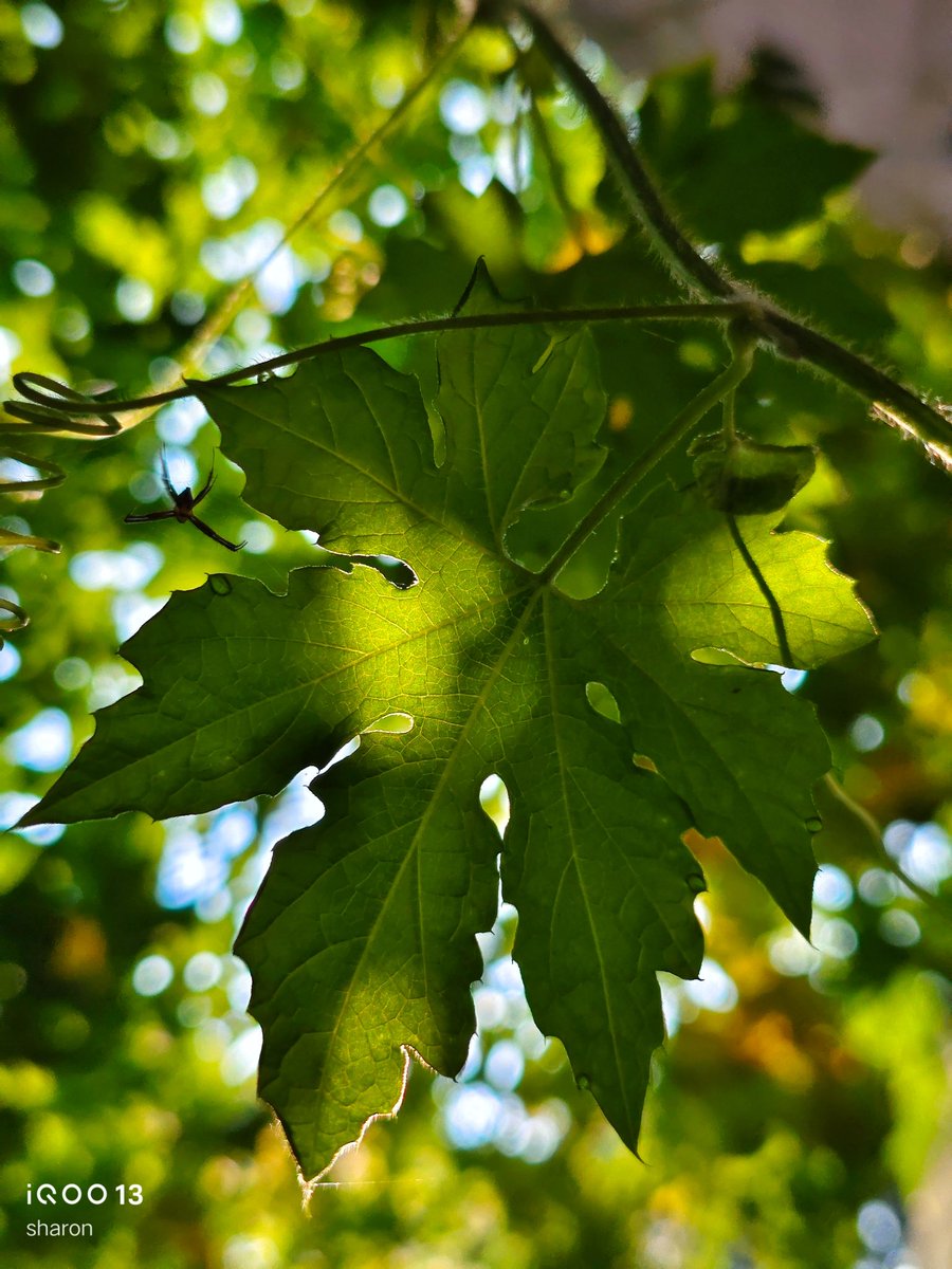 _CodeWizard's tweet image. Shot On #iQOO13