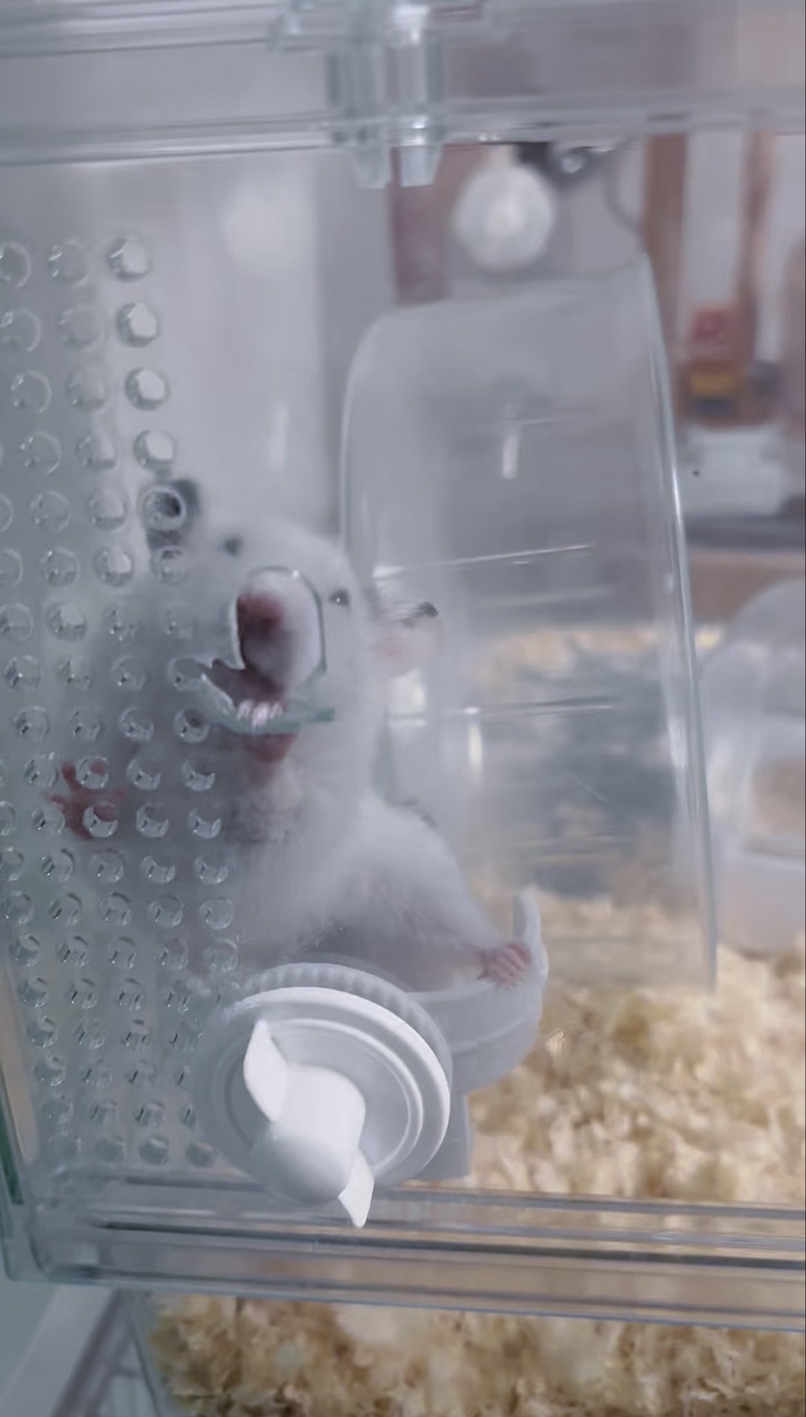 白石 望莱 MIRAI SHIRAISHI on X: 