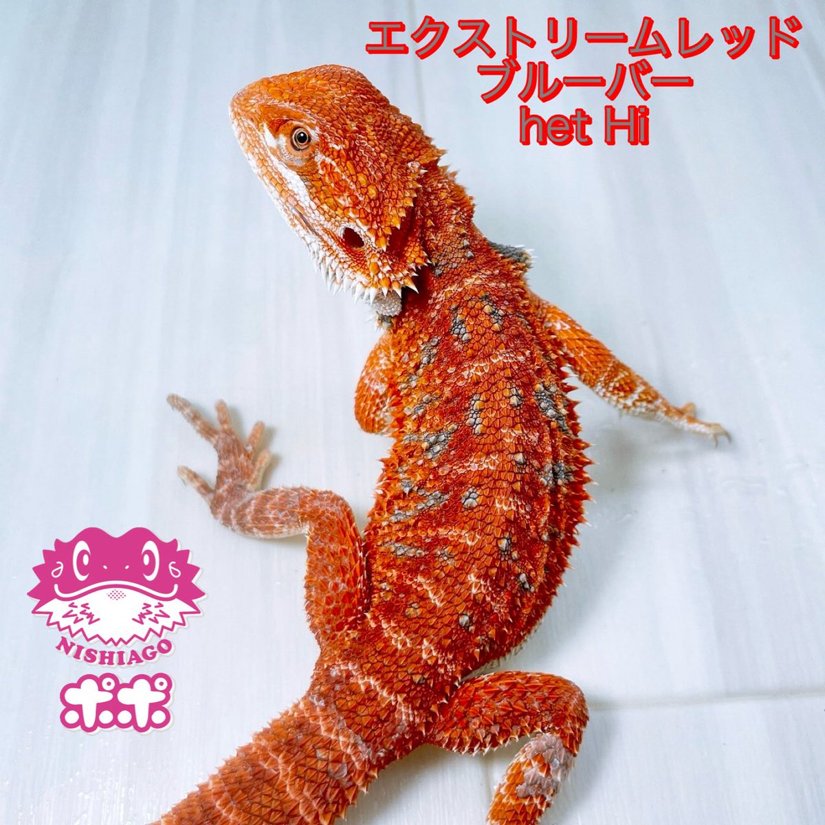 ポポのケージ (@poponocage) / Posts / X