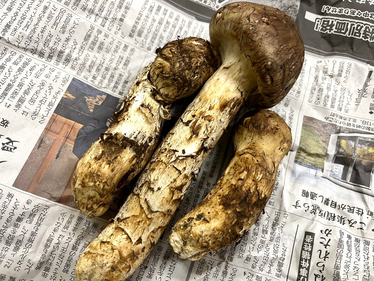 hotel_sanyo1's tweet image. 立派な松茸をいただきました🍄もう収穫できる時期なんですね！
どうやって食べようか迷います😁
※ごめんなさい、入手できる量や時期が不確定なため、提供できるお約束ができず、宿泊プランのご提供案内ではありません
#陸前高田 #岩手 #松茸