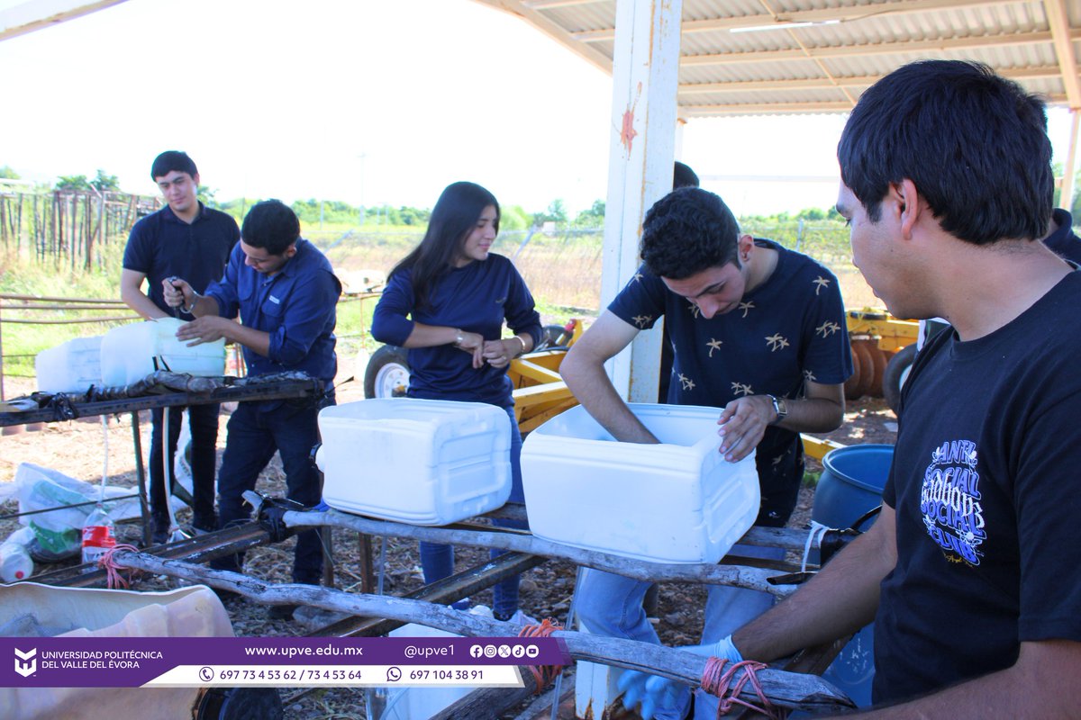 UPVE1's tweet photo. Estudiantes de Ing. en Agrobiotecnología realizan práctica de lombricomposta, con el objetivo de producir abono orgánico, manejo sostenible del residuo, utilizarlo como fertilizante del suelo, y promover una agricultura sostenible.
#SomosUPVE https://t.co/EkJLm8o3XV