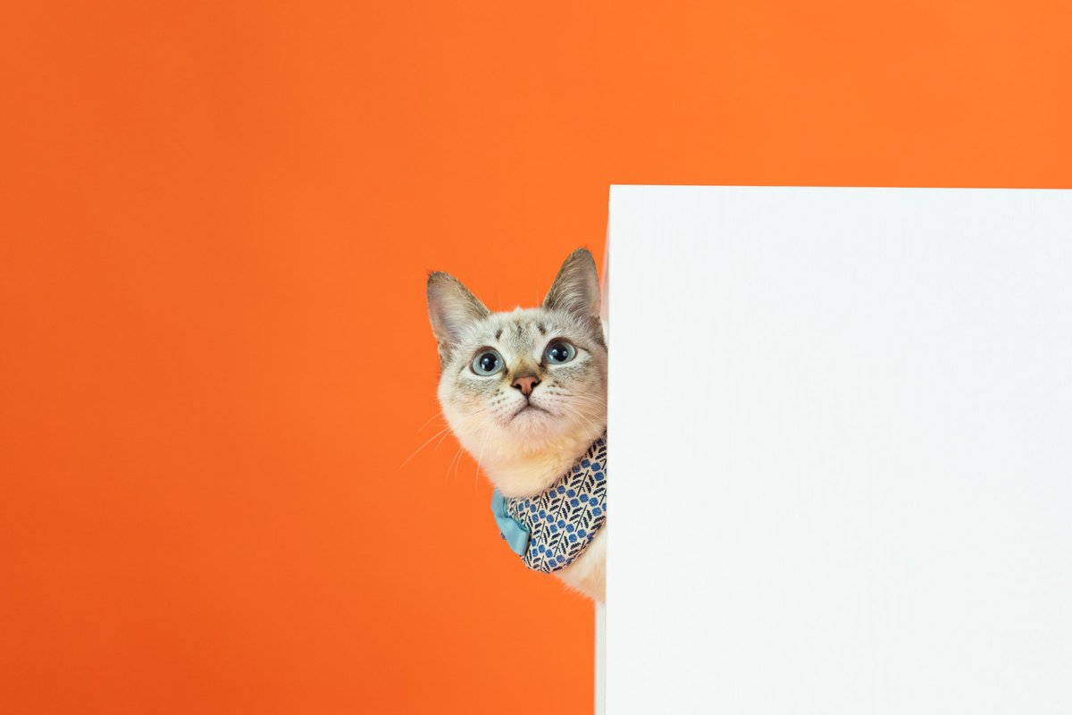 ちび猫※プロフ全文必読※2508W3 ちび猫※プロフ全文必読※2508W3 ちび猫※プロフ全文必読※2508W3