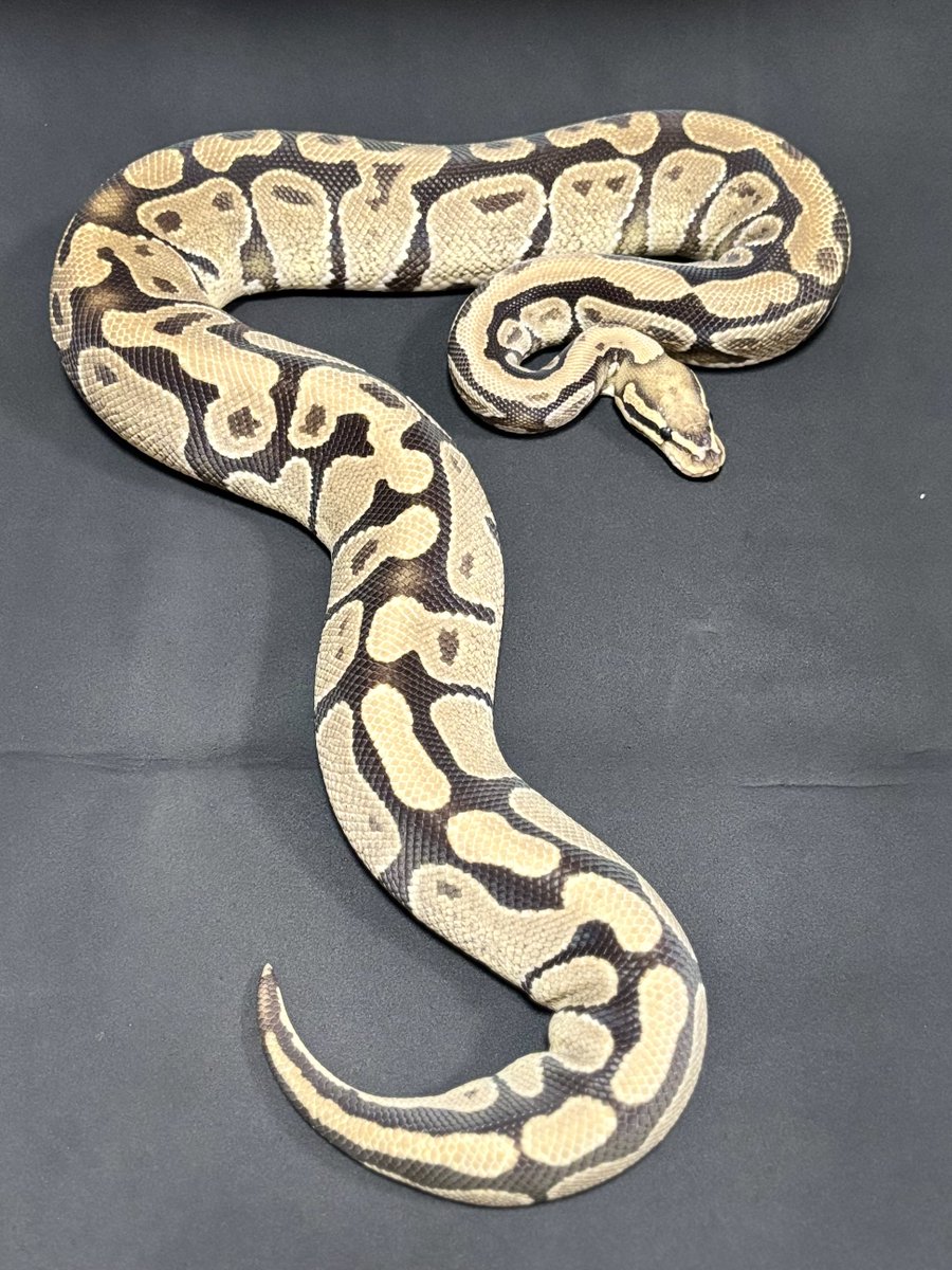 h904K1ivGXHzBJH's tweet image. 脱皮完了✨
どシングルのファイアねーさん🔥

#ballpython
#ボールパイソン