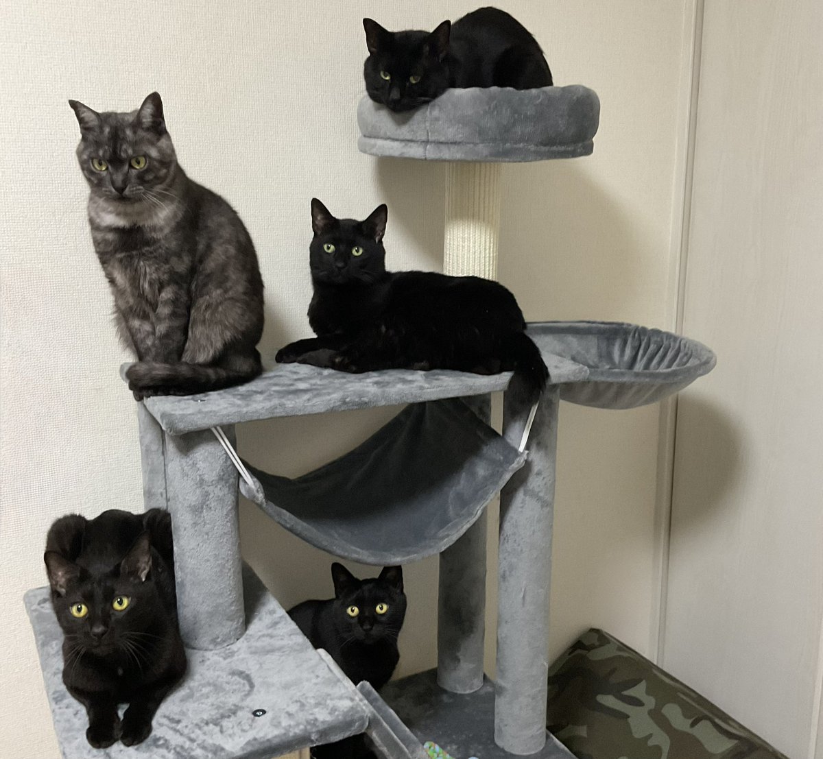 黒猫一家🐭 (@arca20220921) / Posts / X