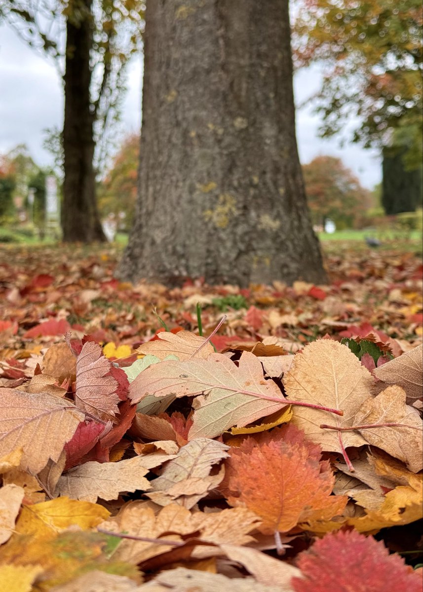 The colours of autumn. 

#autumn #leaves #leaf #autumncolours