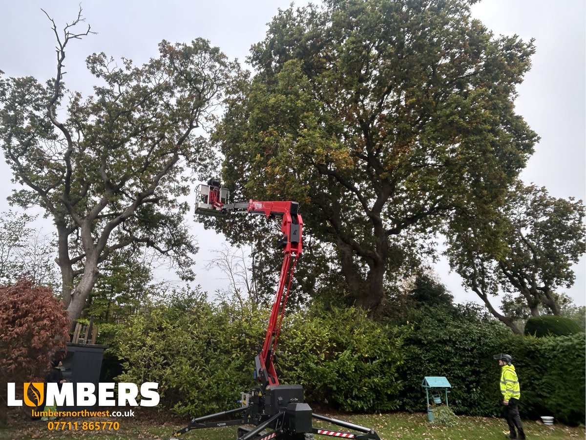 LumbersNW's tweet photo. Oak reduction completed this week 🌳 https://t.co/wPNKRm9gdI