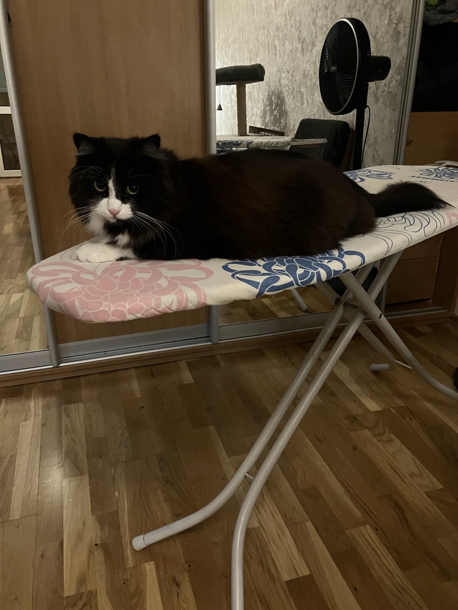 Чому вона така смішна кішка?