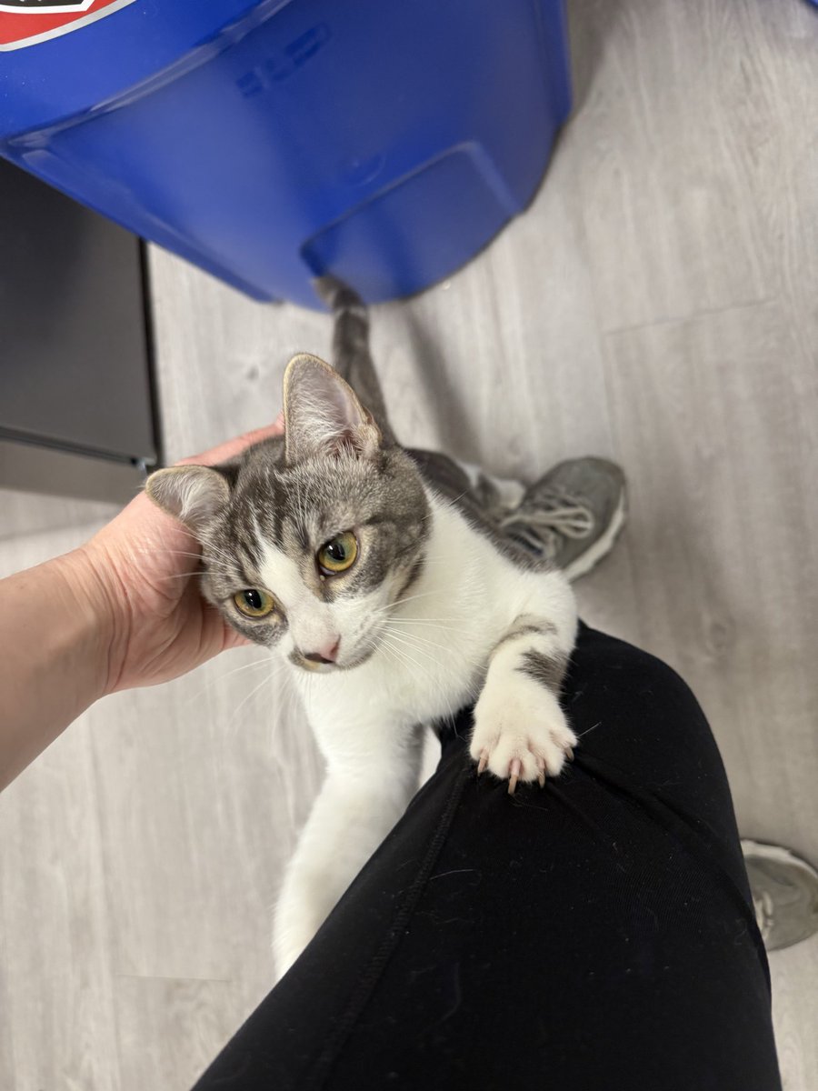 Friends of Bear Cat Rescue tweet media