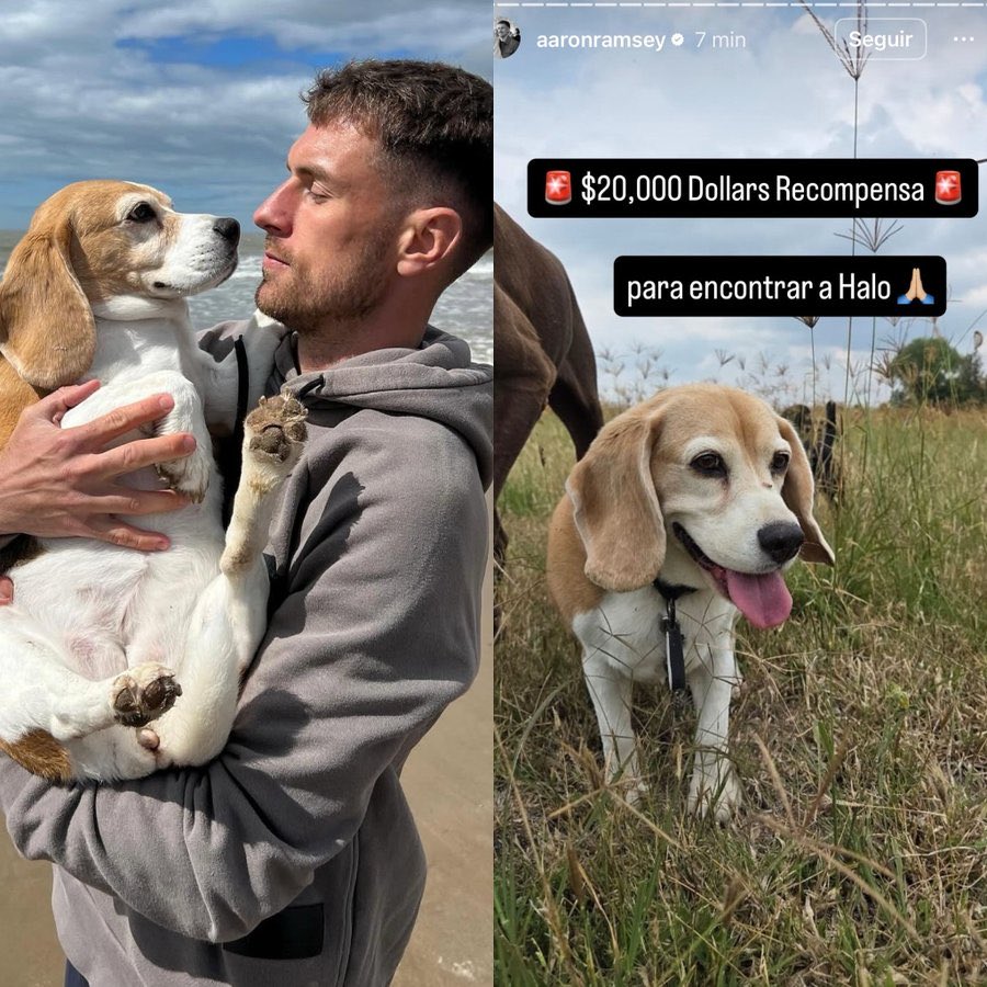 Amor perruno

Por qué el futbolista de Pumas, Aaron Ramsey, está ofreciendo más de 350,000 pesos mexicanos a la persona que encuentre a su perrito.