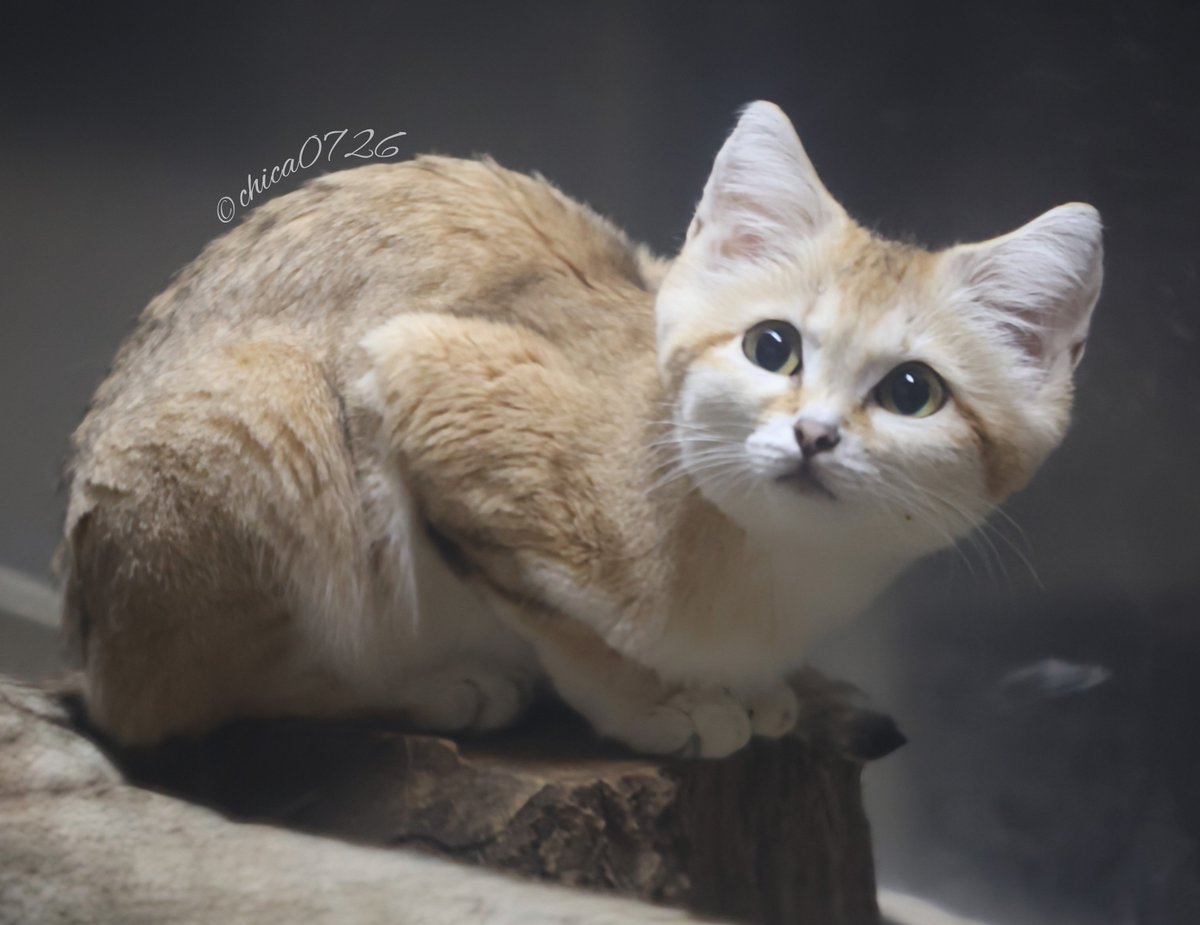 猫さん chica0726-cats&animals on X