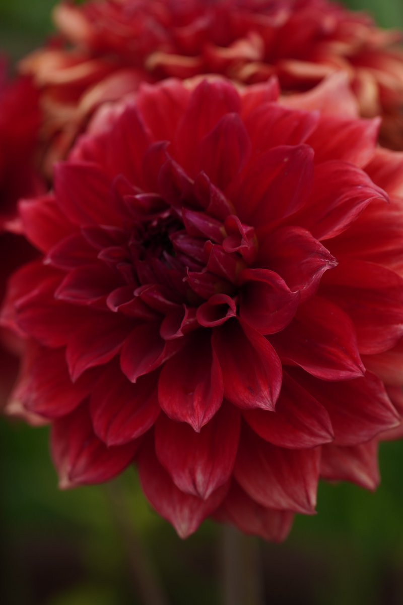 jerritama🐈🐟🐈 (@jerritama) on Twitter photo 