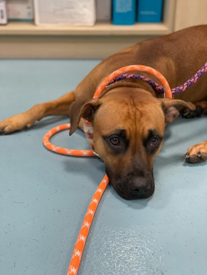 tomsland_'s tweet image. It&apos;s too late. Beautiful Za-Za has been callously killed by the brutal barbarians of NYCACC because she was stressed at winding up in the shelter.
They don&apos;t like being bothered by stressed dogs so they killed her💔 
RIP sweet Za-Za. Unlike heartless humans, #AllDogsGoToHeaven🌈