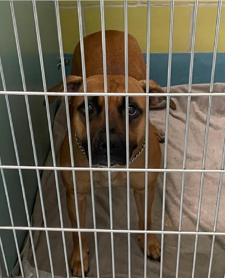 tomsland_'s tweet image. It&apos;s too late. Beautiful Za-Za has been callously killed by the brutal barbarians of NYCACC because she was stressed at winding up in the shelter.
They don&apos;t like being bothered by stressed dogs so they killed her💔 
RIP sweet Za-Za. Unlike heartless humans, #AllDogsGoToHeaven🌈