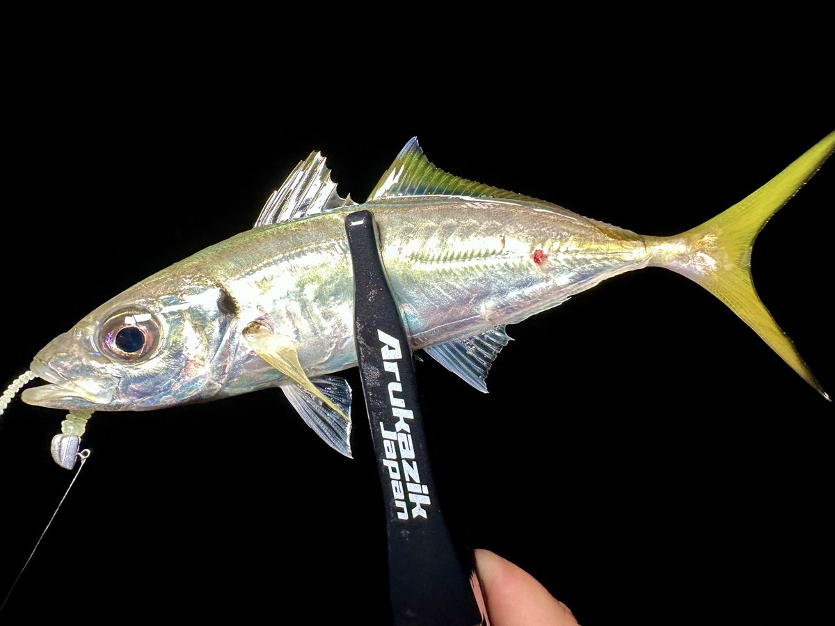 パパアングラー on X