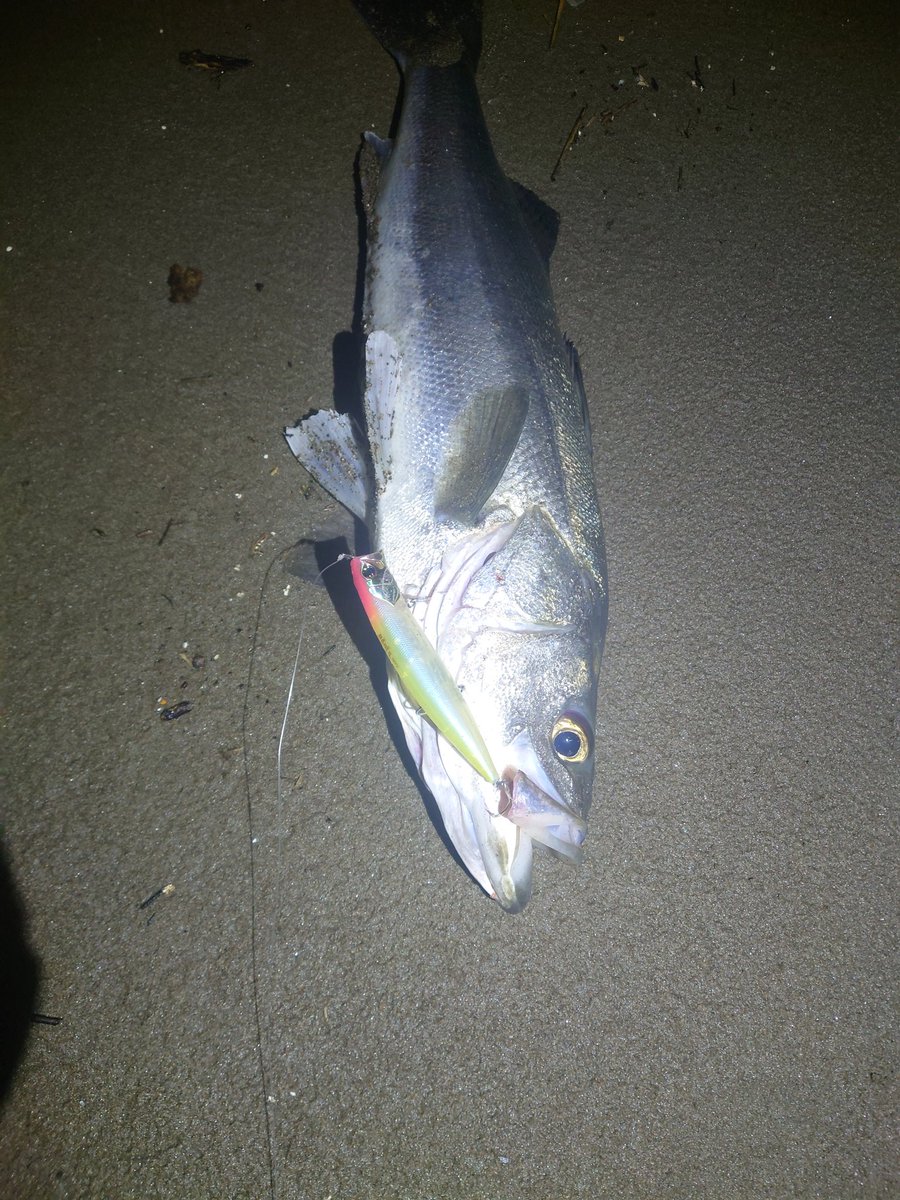 熊龍 数量限定 アイズフロンティア I'Z FRONTIER ヘビージャージー