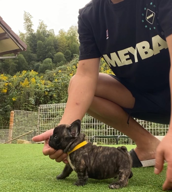 happy_fureburu's tweet photo. フレンチブルドッグ子犬
タイガーブリンドル♂
#HYPERDOG
#フレンチブルドッグ
#和歌山県 https://t.co/4tniUDeSGH