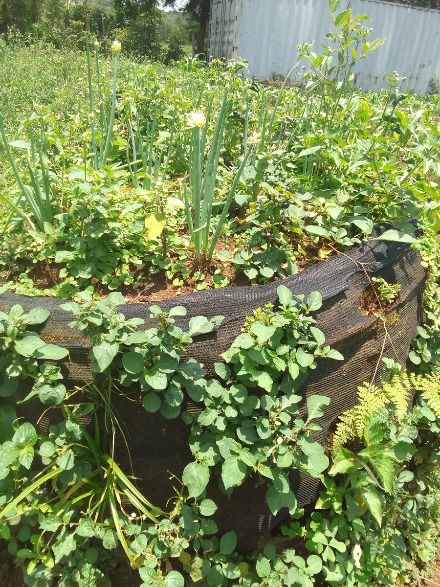 mutange_vin's tweet photo. We need to start farming our own food again. 

Vijana na Ukulima. https://t.co/LbnSfAAzTR