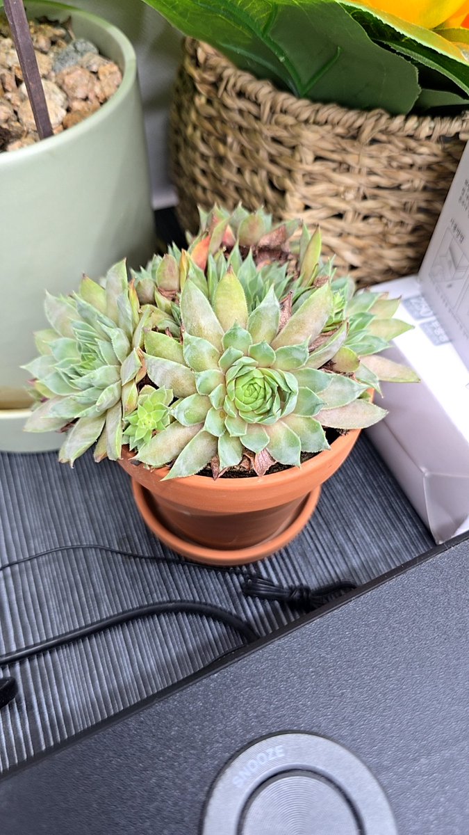 qjtjt2014's tweet image. 얘 데려가서 키워보라는데.... 분리 분갈이 하다 내가 죽겠는데...? #다육이
일단 이름부터 알고싶은데... 아시는 분 있으세요...? (허공에 외침)