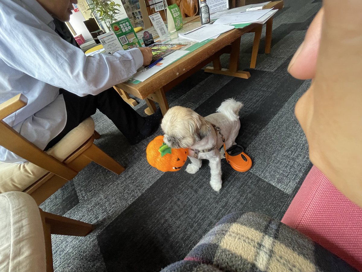 ryoufu2001's tweet image. ん？

咥えてきたらあかんやんw

#今日のわんこ