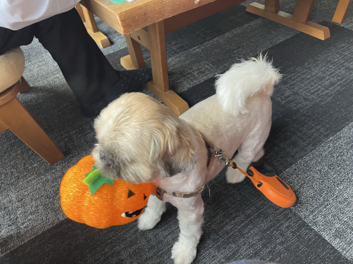 ryoufu2001's tweet image. ん？

咥えてきたらあかんやんw

#今日のわんこ