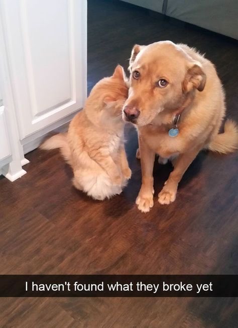 out of context dogs (@contextdogs) on Twitter photo 
