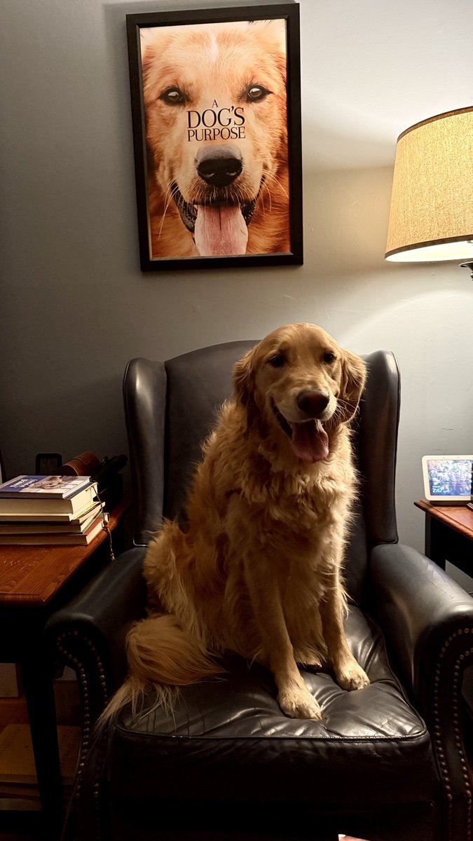 Cousin Jack came for a visit tonight. In between bouts of bitey-face with Augie, Jack sat in my chair and did his best impression of the model in the movie poster on the wall. I think he nailed it!

#BrooksHaven #GoldenRetriever #grc #dogcelebration #WeekendSmiles <a href="/cathrynmichon/">Cathryn Michon</a>