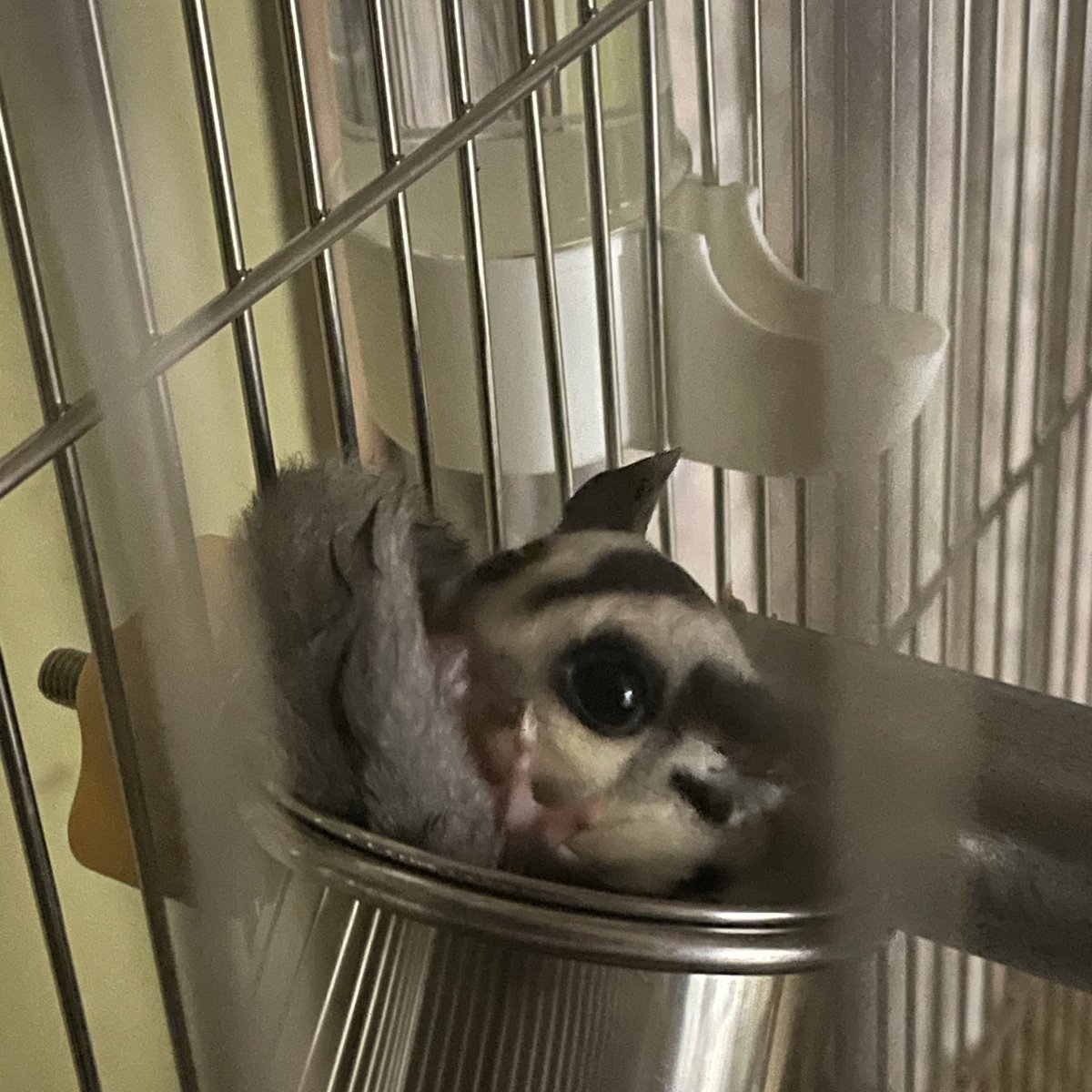 m0_tarou2's tweet photo. 実家でフクロモモンガ飼い始めて、人慣れさせる為に毎日入り浸ってる。。
ゲームよりこの子に課金だ💸

エサ入れで寝てトイレもしちゃうアホ可愛い😍 https://t.co/VQZVdDjYse