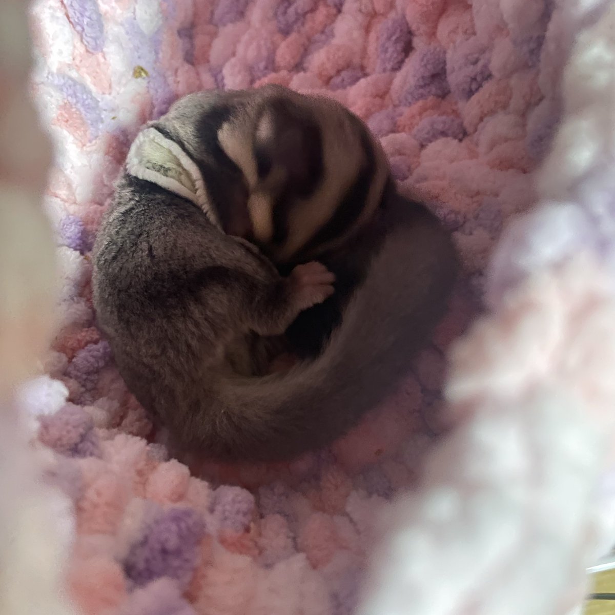 m0_tarou2's tweet photo. 実家でフクロモモンガ飼い始めて、人慣れさせる為に毎日入り浸ってる。。
ゲームよりこの子に課金だ💸

エサ入れで寝てトイレもしちゃうアホ可愛い😍 https://t.co/VQZVdDjYse