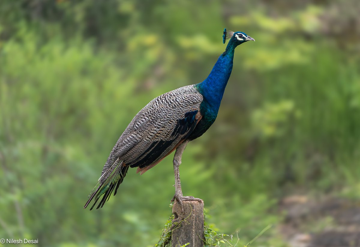 ret2indnri's tweet photo. #IndiAves #birding #NaturePhotography #TwitterNatureCommunity @NatureinFocus1 @SanctuaryAsia #NiFHiveFeature @BNHSIndia #BirdsSeenIn2025 @GujBiodiversity #Mahisagar @birdcountindia @Canon_India
Peacock https://t.co/GPhAcEJfHA