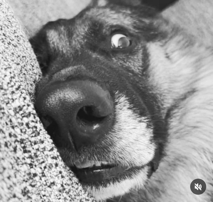 🅶🅾🆁🅺 tweet media