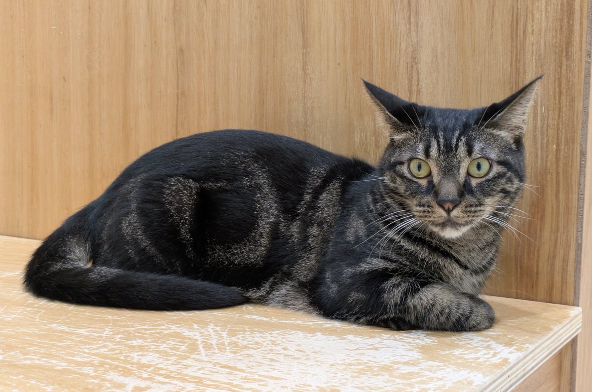 Kazuyuki🐾📸 (@regz00413) / Posts / X