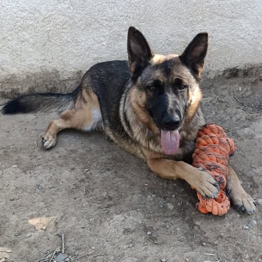 #MADRID
LOBITA cruce #pastoraleman de 2 años ha ingresado en nuestro Albergue
Es buenisima,cariñosa y equilibrada
Sociable con niños🐶🐱
NECESITA #adopcion
Se entrega chipada,vacunada,desparasitada y CON compromiso de castracion 
CONTACTO📩 facenuevavida@gmail.com
#adopta