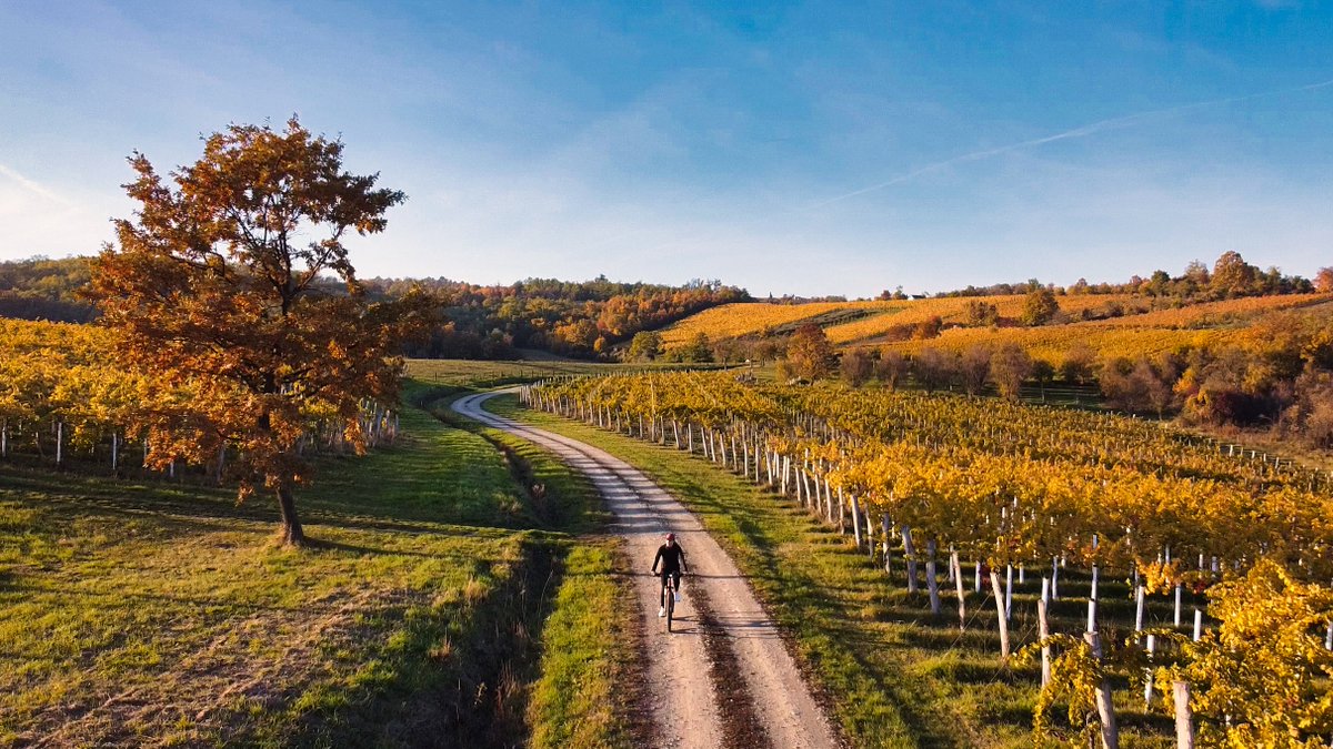Weekend mode: on two wheels, surrounded by colors. 

Fresh air, quiet vineyards, and that feeling only movement can bring.

Stay active, breathe deeper, and let nature set the pace. 🌿

#mobility #travel #bicycle #cycling #active